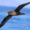 Flesh-footed Shearwater (Port Stephens 2016)