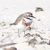 Double-banded Plover (Winda Woppa 2014)