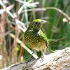 Green Catbird (Saltwater NP 2014)