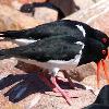 Pied Oystercatchers (Soldiers Point 2015)